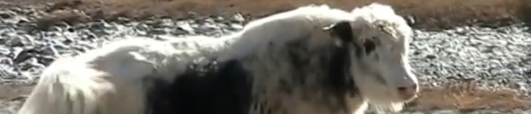 Село Бельтир